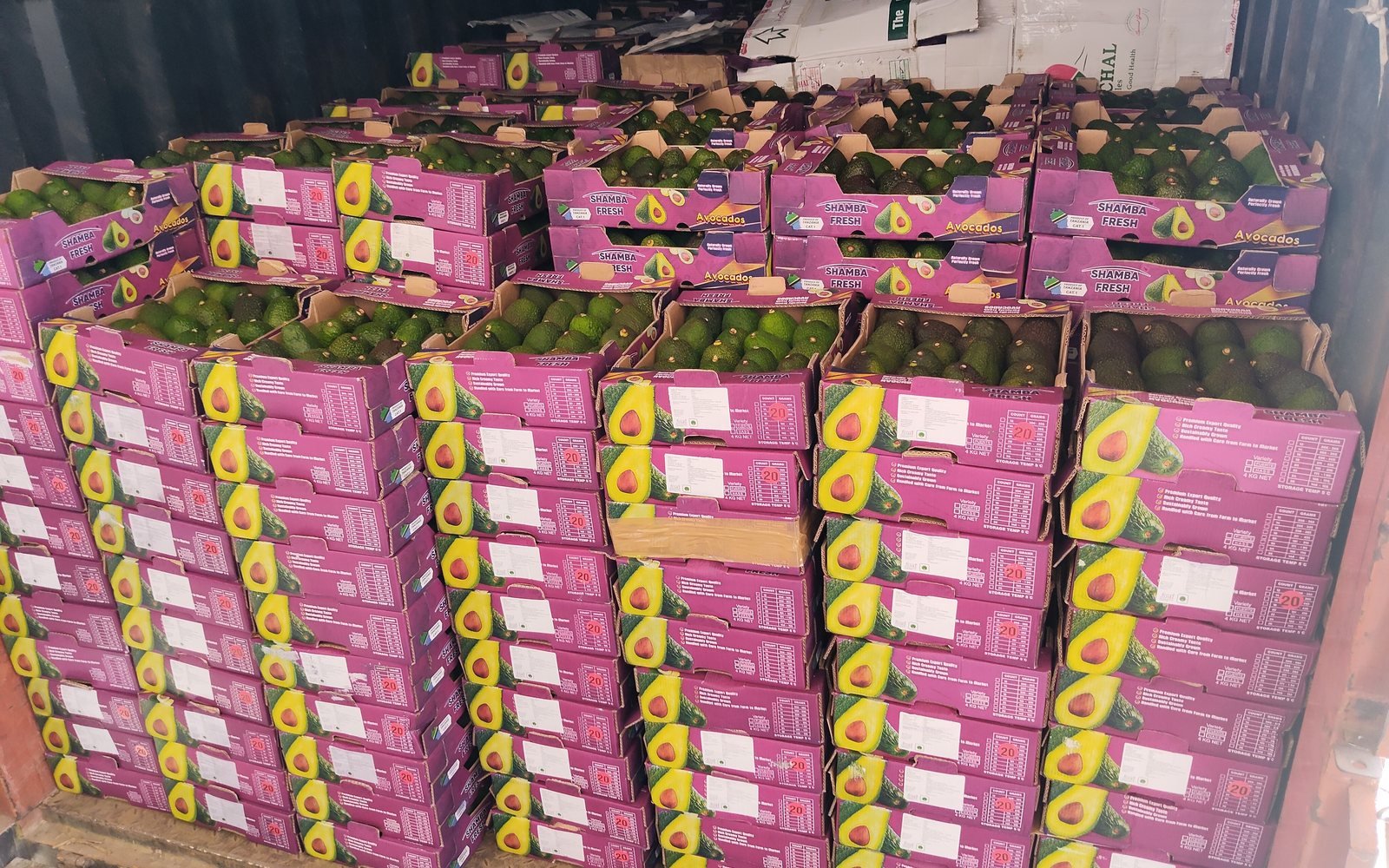 Rows of Shamba Fresh avocado cartons ready for dispatch